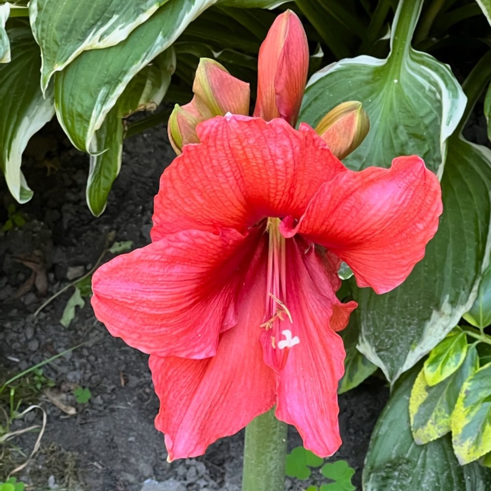 Meet your Posher, M.